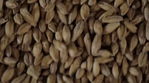 Corn kernels detail Stock Footage 77045163