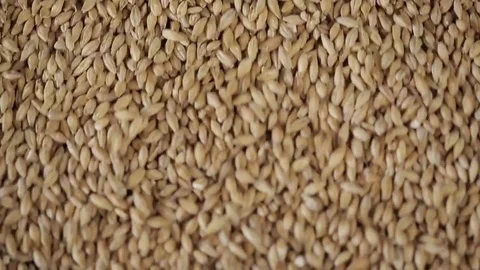 Corn kernels detail Stock Footage 77045167