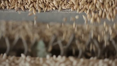 Corn kernels detail Stock Footage 77045173