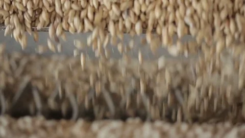 Corn kernels detail Stock Footage 77045175