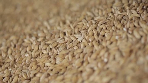 Corn kernels detail Stock Footage 77045182