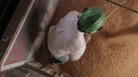 Corn kernels detail Stock Footage 77045220