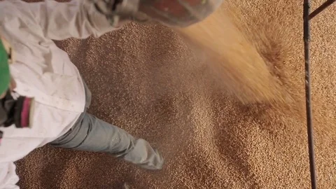 Corn kernels detail Stock Footage 77045225