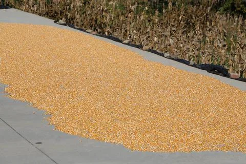 Corn kernels drying on a concrete road beside a dry cornfield 스톡 사진