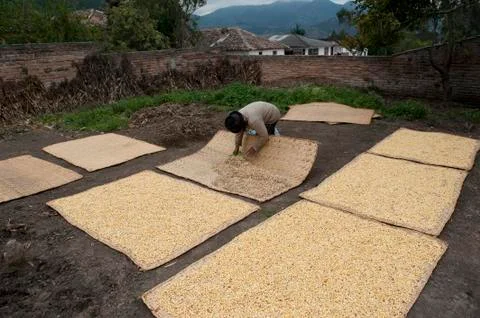 Corn kernels drying whit sun otavalo ecuador sudamerica Stock Photos