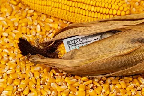 Corn kernels, ear of corn and 100 dollar bill. Fotos de archivo