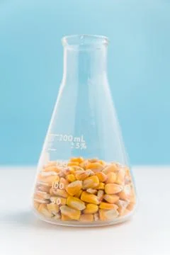 Corn kernels in an erlenmeyer flask on blue Stock Photos