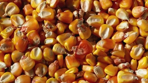 Corn kernels fall and bounce Stock Footage 170489522