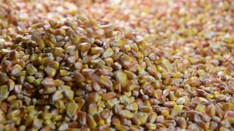 Corn kernels fall in a heap. Slow motion and close up Video stock 131019336