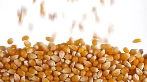 Corn kernels fall in slow motion and cover the whole screen Stock Footage 172215349