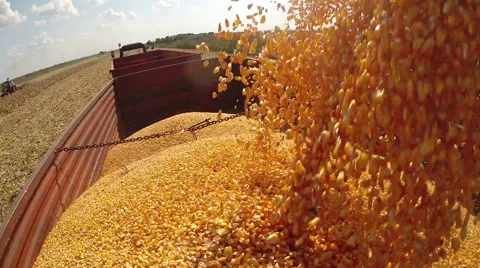 Corn Kernels Fall Into a Tractor Trailer for Transport to the Grain Silos Stock Footage 68995247