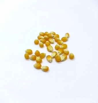 Corn kernels, Falling Corns Seeds, Yellow dry corn grains isolated on white.. Stock Photos