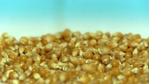 Corn Kernels Falling Over Corn on Blue Background Macro Food Motion Stock Footage 106267066