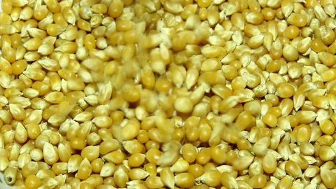 Corn Kernels Falling Over Fresh Corn Food Texture Macro Shot Stock Footage 106266735