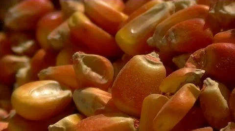 Corn kernels Stock Footage 10885889