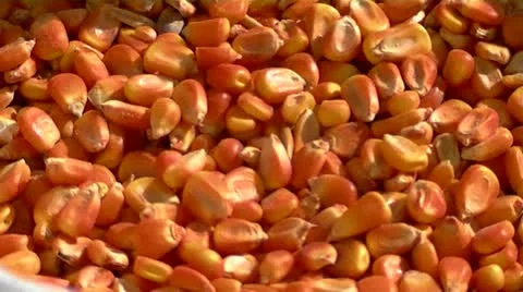 Corn kernels Stock Footage 10886381