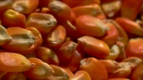 Corn kernels Stock Footage 10887307