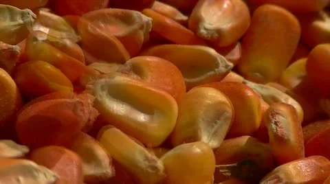 Corn kernels Stock Footage 10887346