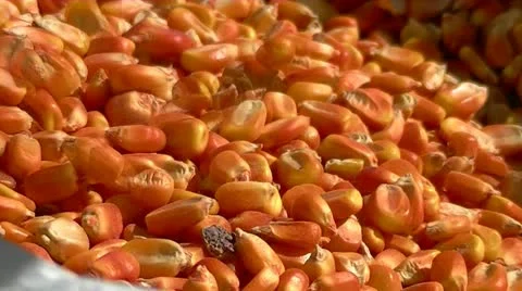 Corn kernels Stock Footage 10888605