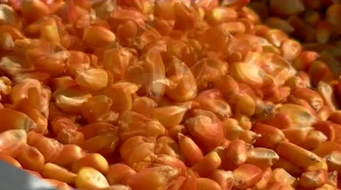 Corn kernels Stock Footage 10888613