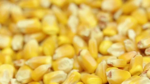 Corn kernels Видео 77046318