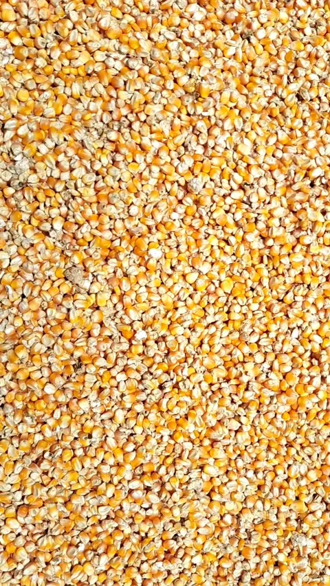 Corn kernels Video stock 327769466