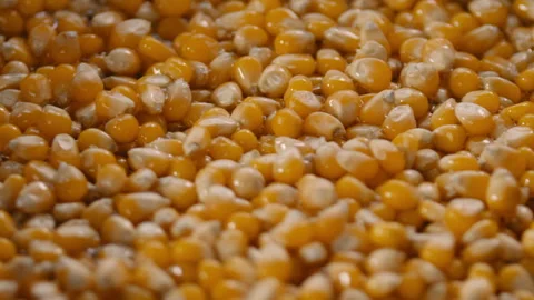 Corn kernels frying in a hot pan Stock Footage 274643986