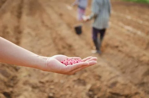 Corn kernels on hand for farming in field Stock Photos