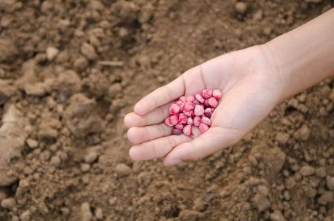 Corn kernels on hand for farming in field Stock Photos
