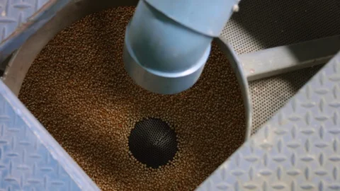 Corn kernels inside a seed dryer silo during at a seed processing factory Stock Footage 128434230