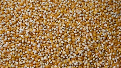 Corn kernels in the market. Lots of ripe corn kernels. Stock Footage 302033283