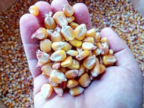 Corn kernels in the palm 写真素材