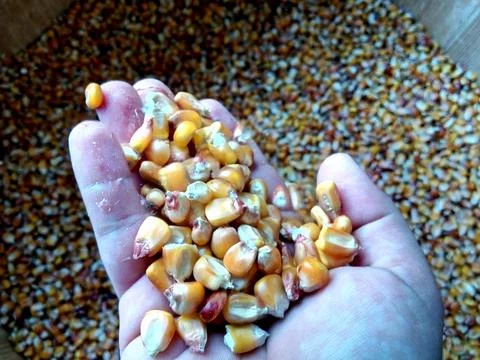 Corn kernels in the palm Фото