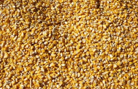 Corn kernels Stock Photos