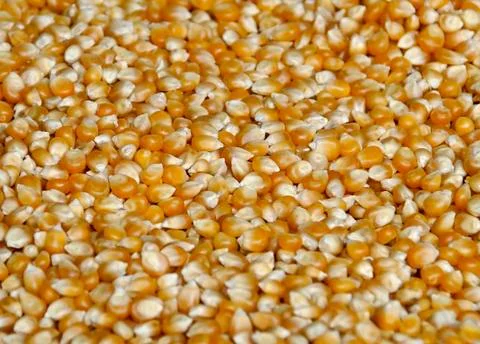 Corn kernels Stock Photos