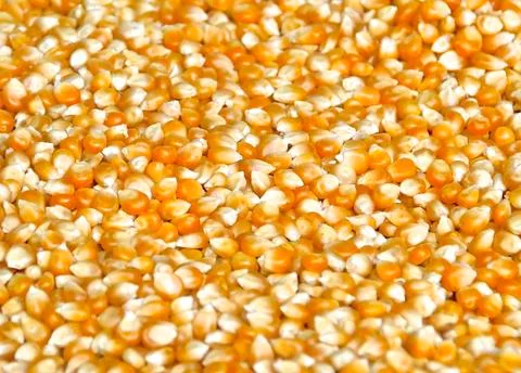 Corn kernels Foto stock