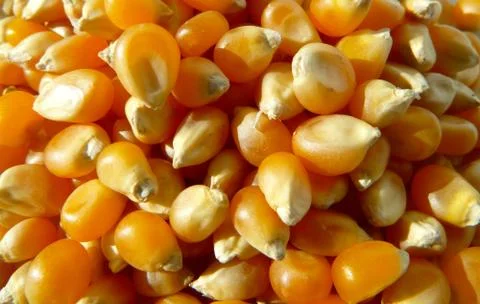 Corn kernels Stock Photos