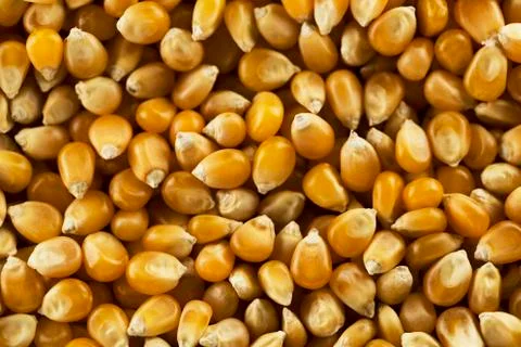 Corn kernels Stock Photos