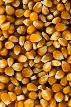 Corn kernels Stock Photos