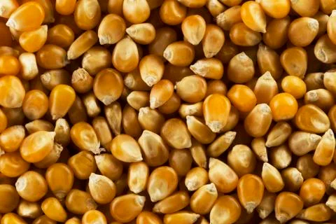 Corn kernels Stock Photos