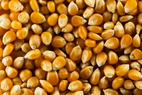 Corn kernels Stock Photos