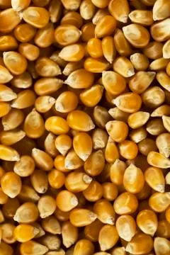 Corn kernels Stock Photos