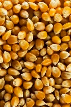 Corn kernels Stock Photos