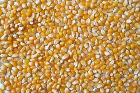 Corn kernels Stock Photos