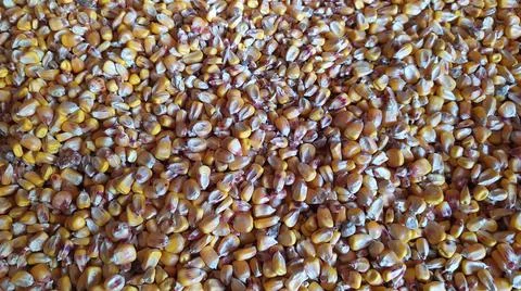 Corn kernels Stock Photos