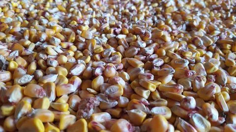 Corn kernels Stock Photos