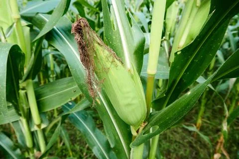 Corn kernels Stock Photos