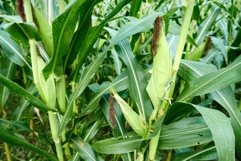 Corn kernels Stock Photos