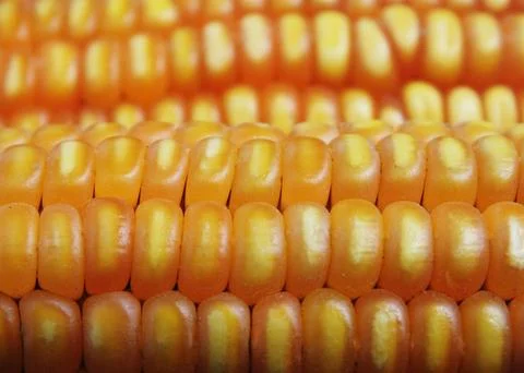 Corn kernels 库存照片