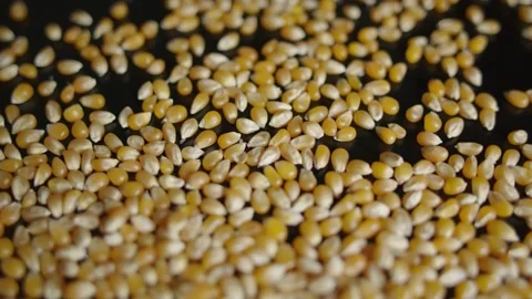 Corn Kernels poured on black table Closeup Stock Footage 142813675
